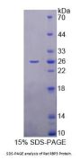 Rat Retinol Binding Protein 3, Interstitial (RBP3) Protein