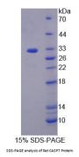 Rat Caspase 7 (CASP7) Protein
