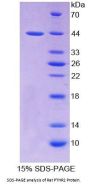 Rat Parathyroid Hormone Receptor 2 (PTHR2) Protein