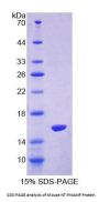 Mouse N-Terminal Pro-Atrial Natriuretic Peptide (NT-ProANP) Protein