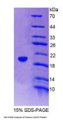 Human Intercellular Adhesion Molecule 3 (ICAM3) Protein