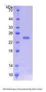 Pig Intercellular Adhesion Molecule 1 (ICAM1) Protein