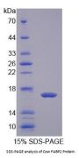 Cow Fatty Acid-Binding Protein, Intestinal (FABP2) Protein