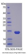 Pig Fatty Acid-Binding Protein, Intestinal (FABP2) Protein