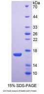 Rabbit Aquaporin 1, Colton Blood Group (AQP1) Protein