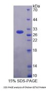 Chicken Glutathione S Transferase Alpha 3 (GSTa3) Protein