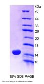 Rat Mucin-5AC (MUC5AC) Protein