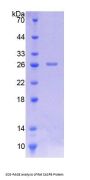 Rat Caspase 8 (CASP8) Protein