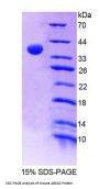 Mouse Broad Substrate Specificity ATP-Binding Cassette Transporter ABCG2 (ABCG2) Protein