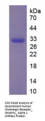 Human Cholinergic Receptor, Nicotinic, Alpha 1 (CHRNa1) Protein