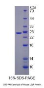Mouse Low Density Lipoprotein Receptor (LDLR) Protein