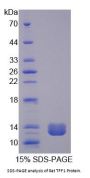 Rat Trefoil Factor 1 (TFF1) Protein
