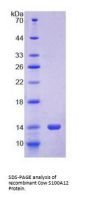 Cow S100 Calcium Binding Protein A12 (S100A12) Protein