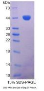 Dog Gastrin (GT) Protein