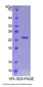 Rat TNF Receptor Superfamily Member 5 / TNFRSF5 (CD40) Protein