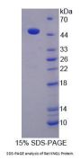 Rat Kininogen 1 (KNG1) Protein