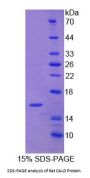 Rat Caldesmon (CALD1) Protein