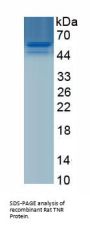 Rat Tenascin R (TNR) Protein