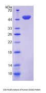 Human Sialomucin Core Protein 24 (CD164) Protein