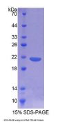 Rat Sialomucin Core Protein 24 (CD164) Protein
