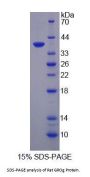 Rat C-X-C Motif Chemokine 3 (CXCL3) Protein