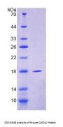 Mouse C-Type Lectin Domain Family 4, Member L (CLEC4L) Protein