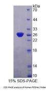 Human Protocadherin Alpha 1 (PCDHa1) Protein