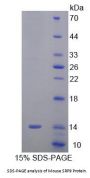 Mouse Signal Recognition Particle 9 kDa (SRP9) Protein