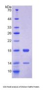 Chicken Fatty Acid Binding Protein 4, Adipocyte (FABP4) Protein