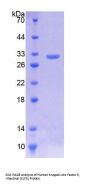 Human Krueppel-Like Factor 5 (KLF5) Protein