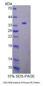 Mouse Kell Protein (KEL) Protein