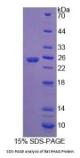 Rat Rh Associated Glycoprotein (RHAG) Protein