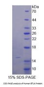 Human B- And T-Lymphocyte Attenuator (BTLA) Protein