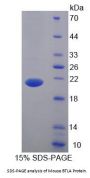 Mouse B- And T-Lymphocyte Attenuator (BTLA) Protein