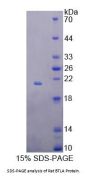 Rat B- And T-Lymphocyte Attenuator (BTLA) Protein