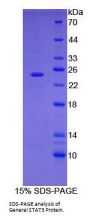 Signal Transducer And Activator Of Transcription 3 (STAT3) Protein