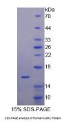 Human NKG2-D Type II Integral Membrane Protein (KLRK1) Protein
