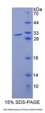 Human Cell Division Cycle Protein 23 (CDC23) Protein