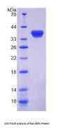 Rat Guanylate Binding Protein 4 (GBP4) Protein