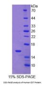Human T-Cell Antigen CD7 (CD7) Protein