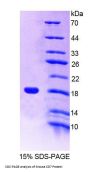 Mouse T-Cell Antigen CD7 (CD7) Protein