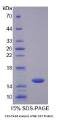 Rat T-Cell Antigen CD7 (CD7) Protein