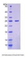 Mouse Natural Cytotoxicity Triggering Receptor 1 (NCR1) Protein