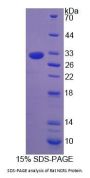Rat Natural Cytotoxicity Triggering Receptor 1 (NCR1) Protein
