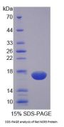 Rat Natural Cytotoxicity Triggering Receptor 3 (NCR3) Protein