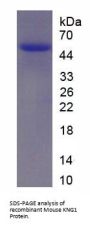 Mouse Kininogen 1 (KNG1) Protein