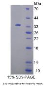 Mouse Uridine Phosphorylase 1 (UPP1) Protein