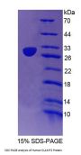 Human Signaling Lymphocytic Activation Molecule Family, Member 2 (SLAMF2) Protein