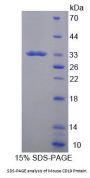 Mouse B-Lymphocyte Antigen CD19 (CD19) Protein