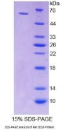 Rat B-Lymphocyte Antigen CD19 (CD19) Protein